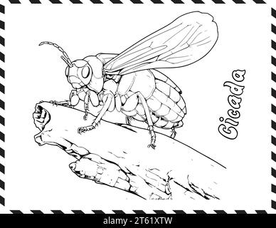 Cicada Coloring Page For Kids Stock Vector
