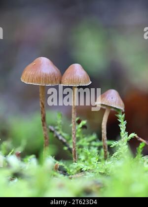 deconica-phyllogena-also-called-psilocybe-phyllogena-little-brown