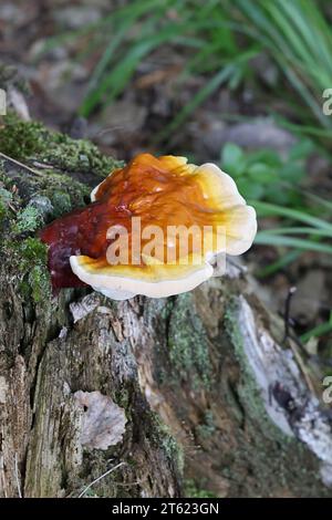 Ganoderma lucidum, commonly known as the lingzhi or reishi mushroom,  very traditional medicinal fungus growing wild in Finland Stock Photo