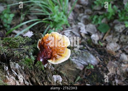 Ganoderma lucidum, commonly known as the lingzhi or reishi mushroom,  very traditional medicinal fungus growing wild in Finland Stock Photo