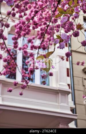 Cherry blossoms on a tree limb in front of a window on a building in Bonn, Germany on a spring day. Stock Photo