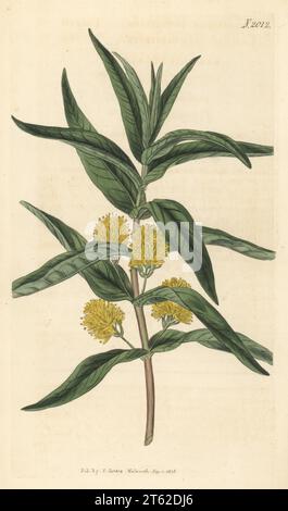 Swamp loosestrife or tufted loosestrife, Lysimachia thrysiflora. Handcoloured copperplate engraving after a botanical illustration by an unknown artist from Curtis’s Botanical Magazine, edited by John Sims, London, 1818. Stock Photo