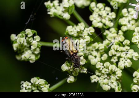 A macro shot of a malachite beetle Malachius bipustulatus seen on a grass flower head in May. Stock Photo