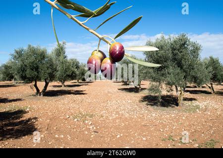 Olivos con aceituna madurando en invierno en olivar español Stock Photo