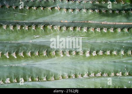 Spiky green cactus close-up. Natural background. Stock Photo