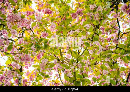 Pink cherry blossoms in spring. Blossoming tree close-up. Stock Photo