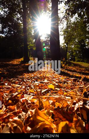 Fall vertical background photo. Fallen brown leaves on the forest ground and direct sunlight between the trees. Stock Photo