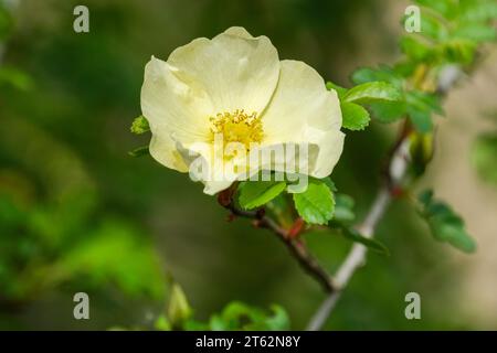 Rosa x cantabrigiensis, rose cantabrigiensis, Shrub Rose, pale yellow, single flower Stock Photo