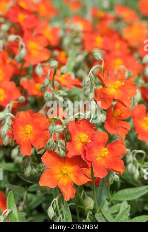 Helianthemum Ben More, , rock rose Ben More,  Orange, saucer shaped flowers in spring/summer,  evergreen shrub Stock Photo