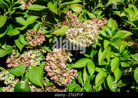 Dried pink hydrangea macrophylla or hortensia shrub in full bloom in a flower pot, with fresh green leaves in the background, in a garden in a sunny a Stock Photo