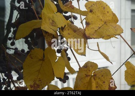 yellow leaves and red grapes Stock Photo