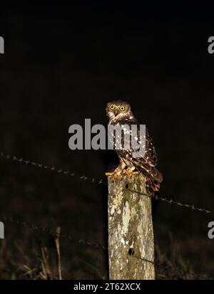 Barking owl (Ninox connivens), in the wild sitting on a fence post, nocturnal bird with bright yellow eyes native to mainland Australia. Stock Photo