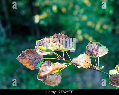Last year's leaves hanging on a tree, in summer Stock Photo