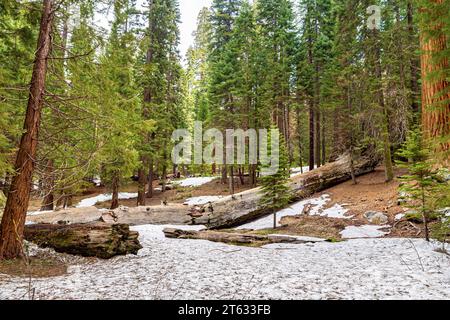 Sequoia national Park with old huge Sequoia trees like redwoods in beautiful landscape. Old redwood in Sequoia National Park. View at Gigantic Sequoia trees in Sequoia National Park, California USA Stock Photo