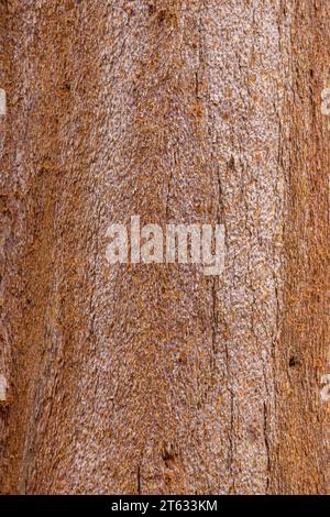 Sequoia sempervirens redwood bark closeup as wooden background. Close Up of Redwood Bark. Textured bark of a young coastal redwood. Sequoia bark natural background. Close-up. Stock Photo