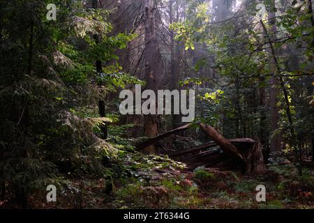 Sunbeam entering coniferous stand in misty autumnal morning,BIalowieza Forest,Poland,Europe Stock Photo