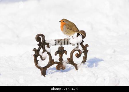 European robin Erithacus rubecula, perched on decorative boot cleaner after heavy snowfall in garden, County Durham, England, UK, February. Stock Photo