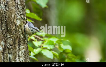 Eurasian Nuthatch(Sitta europaea) on alder tree in springtime holding prey, Bialowieza Forest, Poland, Europe Stock Photo