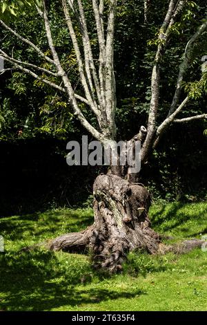 Branches growing from the trunk of an ancient gnarled old Silver Birch tree Betula pendula in a garden in Newquay in Cornwall in the UK Stock Photo