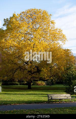 Tree of Heaven (Ailanthus altissima), Ailanthus altissima. Park of ...
