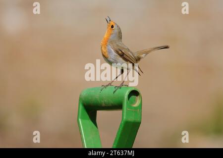 European robin Erithacus rubecula, performing threat posture to another bird, perched on plastic spade handle in garden, Cornwall, England, UK, April. Stock Photo