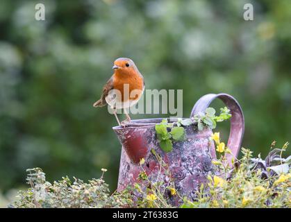 European robin Erithacus rubecula, perched on old metal jug in garden, County Durham, England, UK, November. Stock Photo