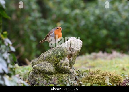 European robin Erithacus rubecula, perched on frog ornament in garden, County Durham, England, UK, February. Stock Photo