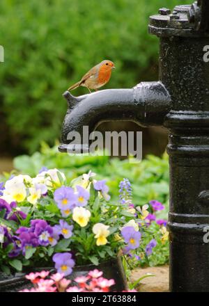 European robin Erithacus rubecula, perched on water pump in garden, County Durham, England, UK, May. Stock Photo