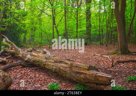 Big rotting fallen tree trunk in Highgate Wood in North London, England Stock Photo