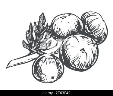 Fig branch on a white background. Tropical plant, raw fruit, leaf. Sketch of sweet fruits. Vector image in engraving style. Suitable for packaging des Stock Vector