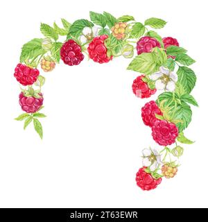 Composition of hanging raspberry branches. Watercolor red berries grow on branches, green leaves and flowers. Hanging from above is a bunch of garden Stock Photo