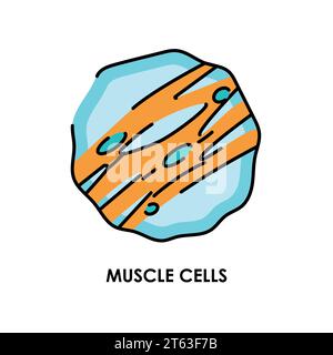 Vector illustration of muscle and cells icon. Collection of muscle and ...