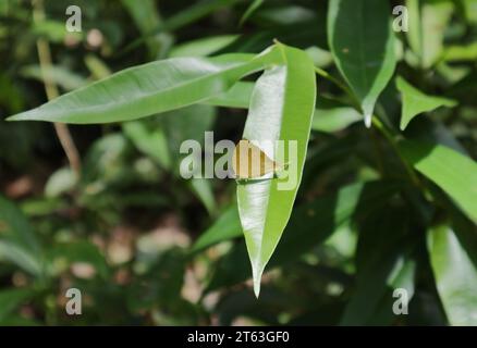 Ventral view of an orange colored butterfly known as the yamfly (Loxura Atymnus) is resting on a leaf surface in a wild area Stock Photo