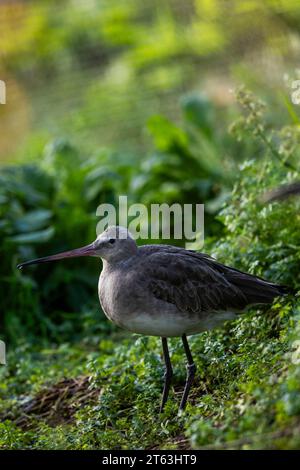 Black-tailed Godwit - Limosa limosa - winter plumage. A day out at WWT Slimbridge. Stock Photo