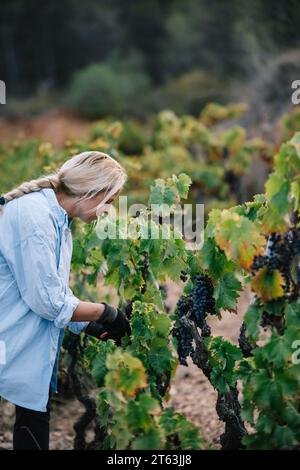 Side view of blonde female farmer dressed in casual attire picking ripe grapes growing on green lush vines while working in vineyard Stock Photo