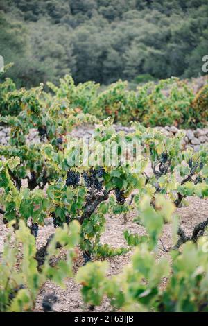 Bunches of fresh grapes growing on lush vines in vineyard in agricultural plantation at countryside during daytime Stock Photo