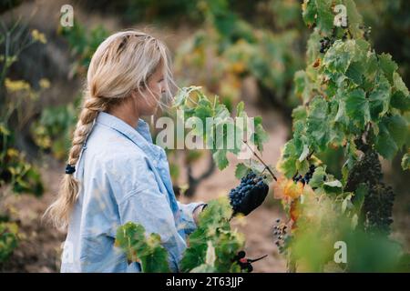 Side view of female farmer in black gloves picking bunch of ripe grapes with pruning shears while harvesting fruits in vineyard Stock Photo