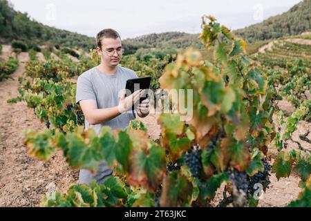 Focused male agronomist in casual clothes and eyeglasses using digital tablet while examining grapes growing in vineyard at countryside Stock Photo