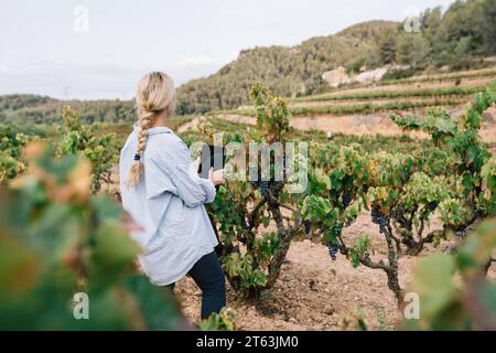 Back view of anonymous blonde female agronomist in casual clothes using digital tablet while examining grapes in vineyard at agricultural plantation Stock Photo