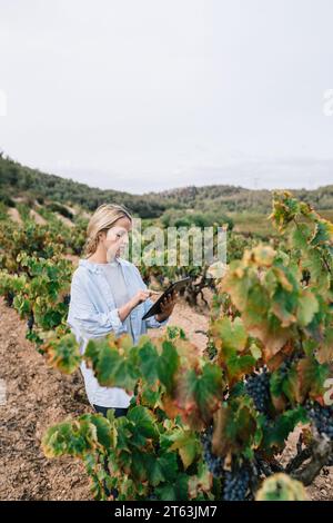 Side view of focused female agronomist in casual clothes using digital tablet while examining grapes in vineyard at agricultural plantation Stock Photo