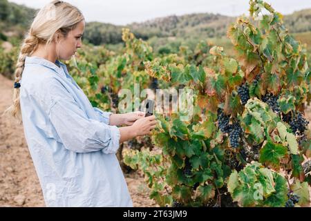 Side view of focused female agronomist in casual clothes using digital tablet while examining grapes in vineyard at agricultural plantation Stock Photo