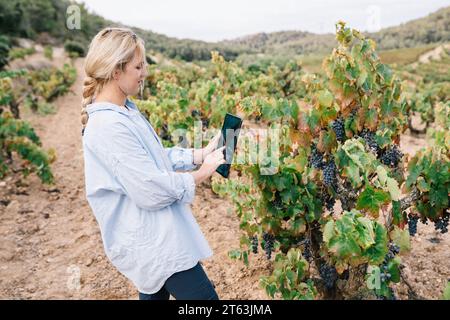 Side view of focused female agronomist in casual clothes using digital tablet while examining grapes in vineyard at agricultural plantation Stock Photo