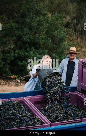 Mature male farmer wearing casual clothes and hat looking at female coworker emptying bucket of fresh grapes in crate on truck Stock Photo