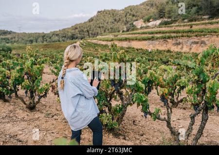 Back view of anonymous blonde female agronomist in casual clothes using digital tablet while examining grapes in vineyard at agricultural plantation Stock Photo