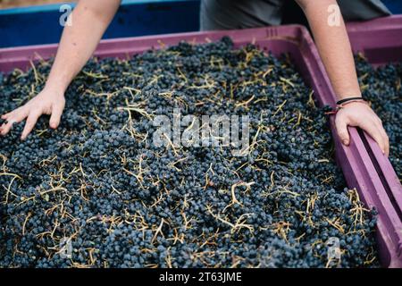 From above crop hands of anonymous male farmer touching fresh ripe grapes filled in crate while loading fruits on truck in vineyard Stock Photo