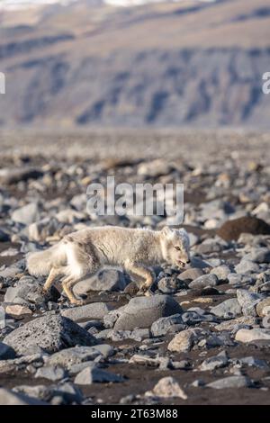 Arctic fox walking on a rocky terrain with distant mountain views in soft-focus background Stock Photo