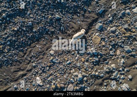 From above aerial drone view of focused white fur Arctic fox prowling on a rocky shoreline with pebbles and dark sand Stock Photo