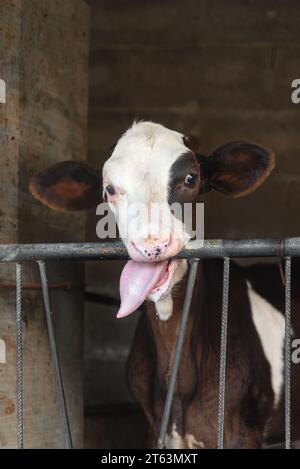 Close up of a dairy cow sticking its tongue out behind a fence in the barn looking at camera Stock Photo