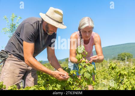 Mature man wearing a straw hat and a woman with gray hair in a striped tank top tend to plants while tilling the field in sunny day against backdrop o Stock Photo