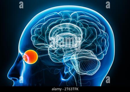 Eye x-ray profile close-up view 3D rendering illustration with body contours. Human brain anatomy, medical, biology, science, neuroscience, neurology, Stock Photo